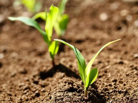 Young corn crops stalk 스톡 사진
