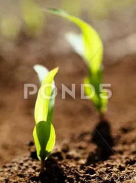 Young corn crops stalk Stock Photos