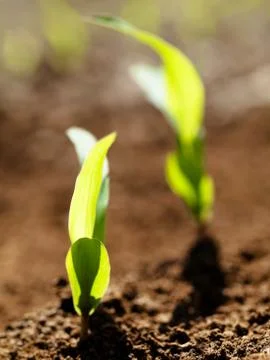 Young corn crops stalk Foto stock