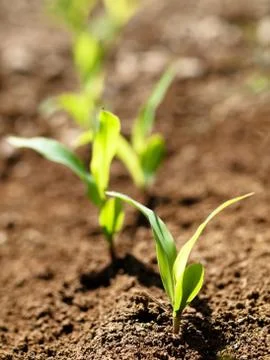 Young corn crops stalk Foto stock