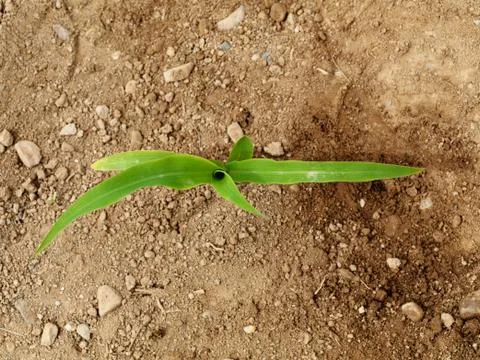 Young corn crops stalk Foto stock