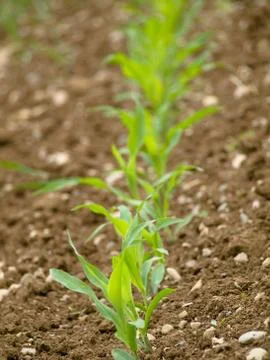 Young corn crops stalk Foto stock