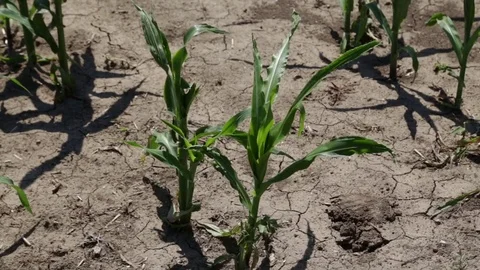 Young corn on dry soil Stock Footage 80866189