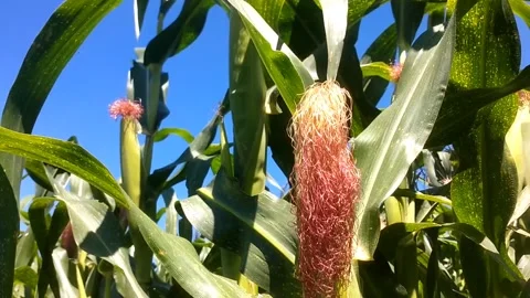 Young Corn Ear with Silk 스톡 동영상 338003945