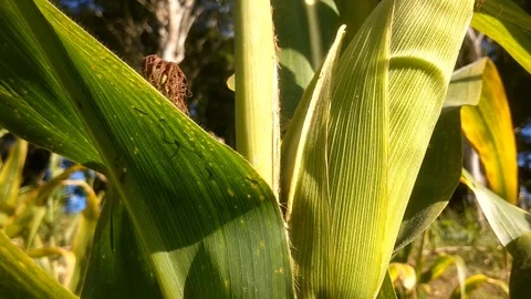 Young Corn Ears in the Field Vidéo 332602090