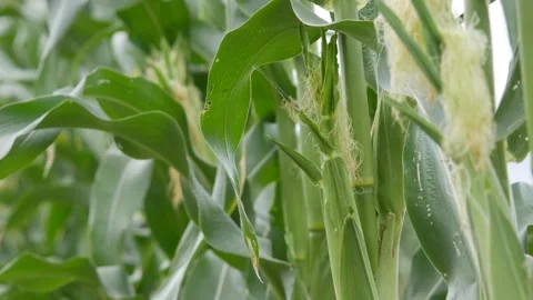 Young corn ears growing on corn plants in a dense green field. Healthy crops. Stock Footage 345700484