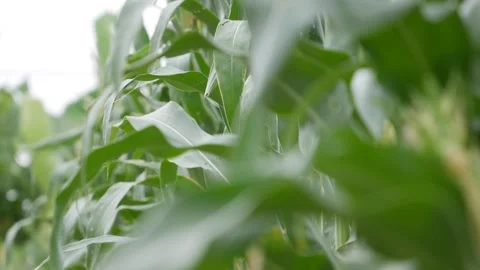 Young corn ears growing on green plants in a sunlit corn field. Seasonal growth. 스톡 동영상 342033411