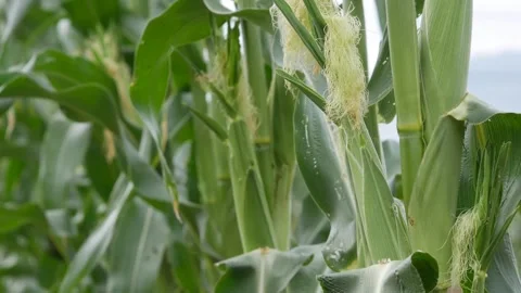 Young corn ears growing on green stalks in a field with dense leaves and open co Stock-Footage 342612182