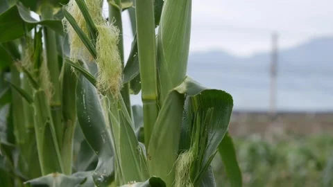 Young corn ears growing on green plants in a field with blurred hills and sky in Stock Footage 343382366