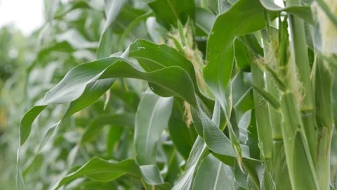 Young corn ears growing on plants in a green cornfield with leafy stalks and den Stock Footage 345297894