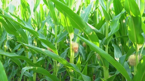 Young corn in the field aerial view. video from a quadrocopter Stock Footage 157295293