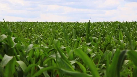 Young corn field and blue sky Stock Footage 77008290