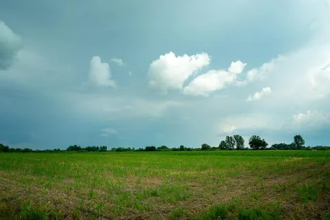 Young corn field and the cloudy gray sky Stock Photos