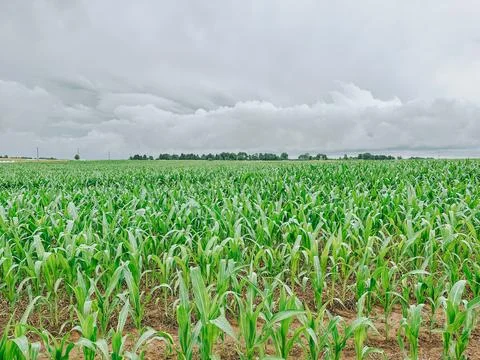 Young Corn Field Beneath Dramatic Storm Clouds in Rural Farmland Stock Photos