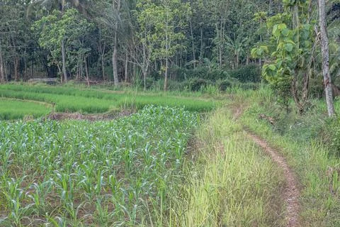 Young Corn Field Beside Forest Footpat Stock-Fotos