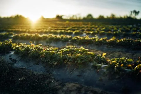 Young corn field in brown soil at sunset in detail bokeh view. green and brown Stock Photos