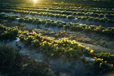 Young corn field in brown soil at sunset in detail bokeh view. green and brown Stock Photos