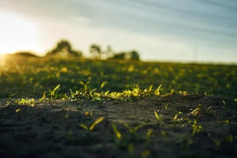 Young corn field in brown soil at sunset in detail bokeh view. green and brown Stock Photos