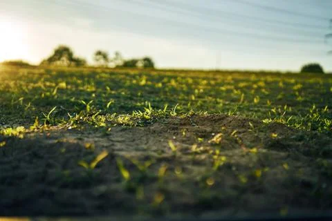 Young corn field in brown soil at sunset in detail bokeh view. green and brown Stock Photos