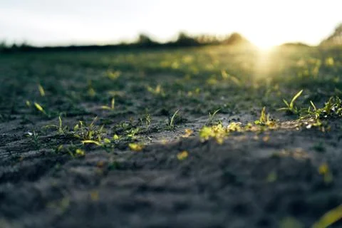 Young corn field in brown soil at sunset in detail bokeh view. green and brown Stock Photos
