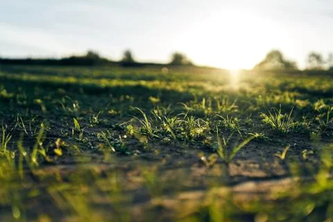 Young corn field in brown soil at sunset in detail bokeh view. green and brown Stock Photos