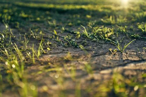 Young corn field in brown soil at sunset in detail bokeh view. green and brown Stock Photos