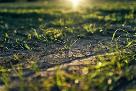 Young corn field in brown soil at sunset in detail bokeh view. green and brown Stock Photos