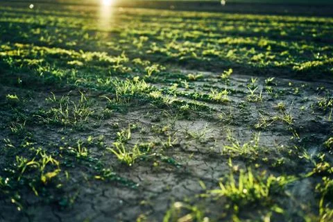 Young corn field in brown soil at sunset in detail bokeh view. green and brown Stock Photos