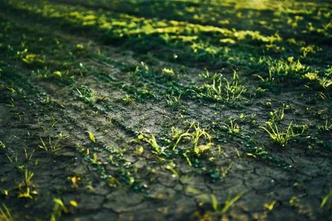Young corn field in brown soil at sunset in detail bokeh view. green and brown Stock Photos