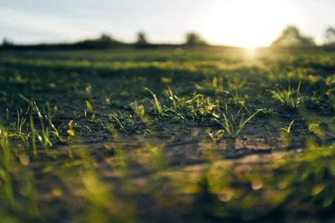 Young corn field in brown soil at sunset in detail bokeh view. green and brown Stock Photos