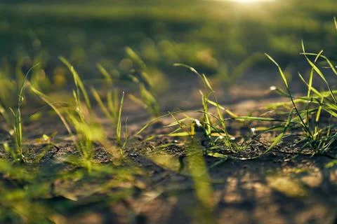 Young corn field in brown soil at sunset in detail bokeh view. green and brown Stock Photos
