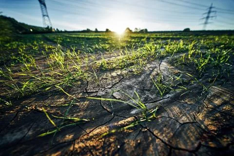 Young corn field in brown soil at sunset in detail bokeh view. green and brown Stock Photos