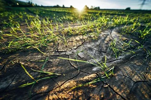 Young corn field in brown soil at sunset in detail bokeh view. green and brown Stock Photos