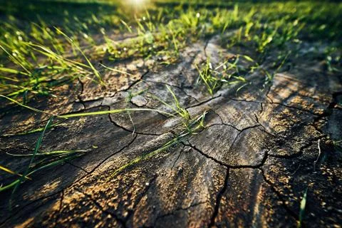 Young corn field in brown soil at sunset in detail bokeh view. green and brown Stock Photos