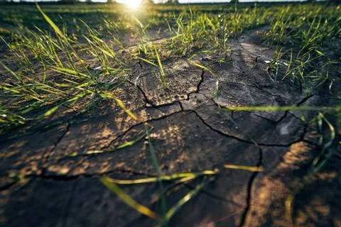 Young corn field in brown soil at sunset in detail bokeh view. green and brown Stock-Fotos