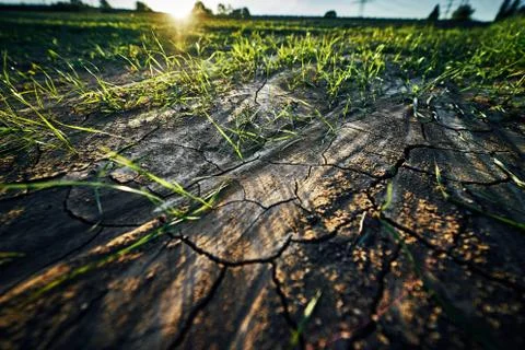 Young corn field in brown soil at sunset in detail bokeh view. green and brown Stock Photos