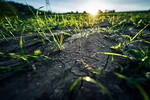 Young corn field in brown soil at sunset in detail bokeh view. green and brown Stock Photos