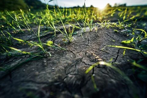 Young corn field in brown soil at sunset in detail bokeh view. green and brown Stock Photos