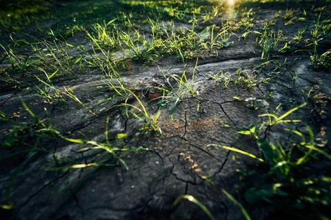 Young corn field in brown soil at sunset in detail bokeh view. green and brown Stock Photos
