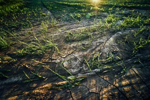 Young corn field in brown soil at sunset in detail bokeh view. green and brown Stock Photos