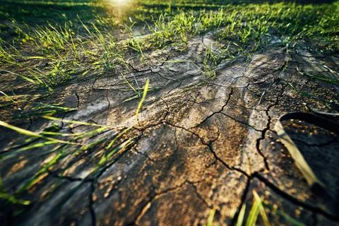 Young corn field in brown soil at sunset in detail bokeh view. green and brown Stock Photos