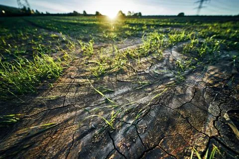 Young corn field in brown soil at sunset in detail bokeh view. green and brown Stock Photos