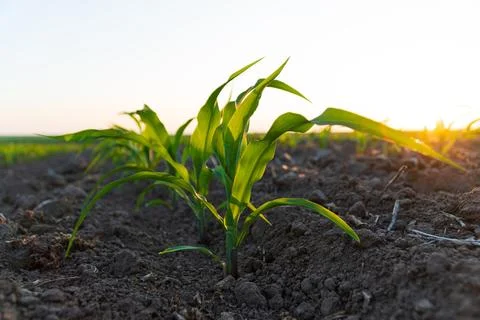 Young corn field. Corn Maize agriculture nature field. Growing corn. Stock Photos