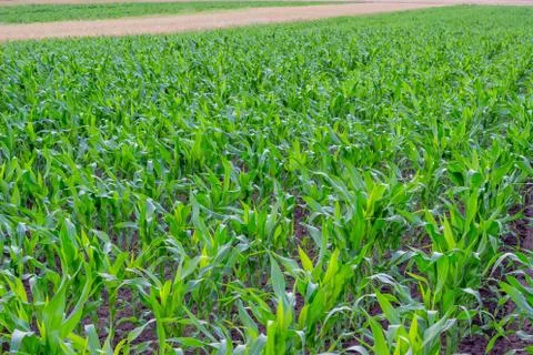 Young corn field, corn plots Stock Photos