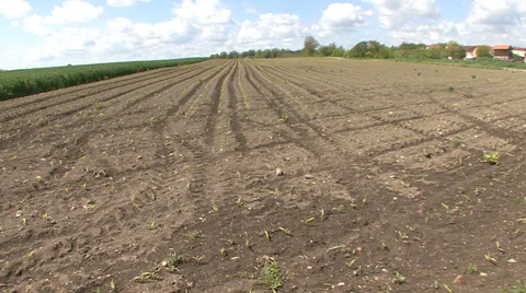 Young corn field Stock-Footage 39671263