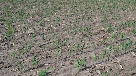 Young corn field Stock Footage 109057249