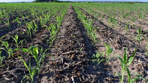 Young corn field Stock Footage 109057532