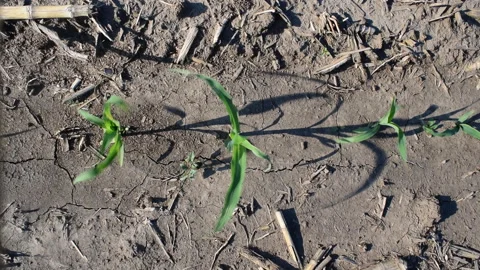 Young corn field Stock Footage 109057620