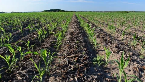 Young corn field Stock Footage 109057665