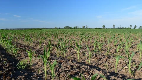 Young corn field Stock Footage 109057796